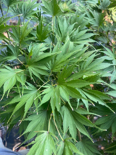 Acer palmatum 'Koko' Dwarf Japanese Maple